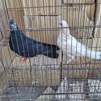 کبوتر یا گفتر