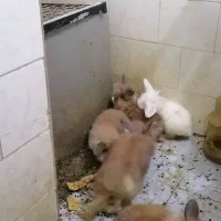 خرگوش لپ|موش و خرگوش|کرمان, |دیوار