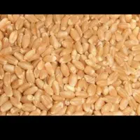 گندم آبی تمیز خریدارم به قیمت کیلویی ۲۲۰۰۰تومان|خدمات باغبانی و درختکاری|بروجن, |دیوار