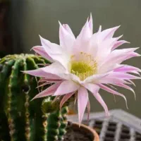 اکینوپسیس (Echinopsis) . با گل‌های بزرگ و خوشبو