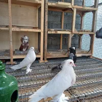 کبوتر شامپیون اصل جفت چهار تومن