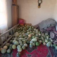 سلام 500کیلو کدو حلوایی خیلی عالی فقط یکجایی