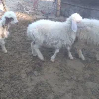 بره نر و ماده|حیوانات مزرعه|زاغه, |دیوار