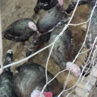 بوقلمون محلی|حیوانات مزرعه|سیب و سوران, |دیوار