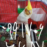 فروش عروس هلندی نر لوتینو مولد.قفس.پرنده