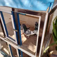 کبوتر عذرذد