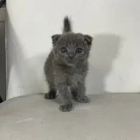 گربه اسکاتیس بلو ماده