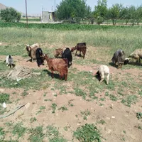 بز و بزغاله|حیوانات مزرعه|کرمانشاه, |دیوار