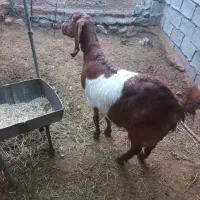 بز پا کستانی