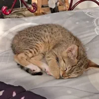 گربه|گربه|لاهیجان, لفمجان|دیوار