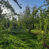 باغ سرسبز با مجوز ساخت در محدوده طرح  مقصودآباد|فروش دفتر صنعتی، کشاورزی، تجاری|ساوه, |دیوار