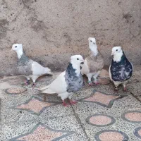 دوجفت طوقی درجه یک