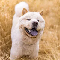 جفت گیری|سگ|مشهد, صیاد شیرازی|دیوار