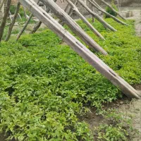 شتیل گوجه فرنگی  گوجه سیاه.  فلفل