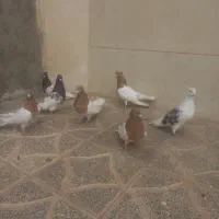 ی کله کبوتر