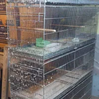 نظافت سالن پرورش‌ قناری