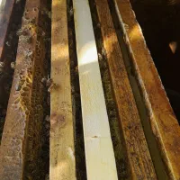 ملکه زنبور عسل بعلت ادغام