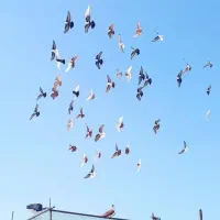 کبوتر