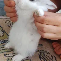 خرگوش