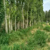 خرید چوب صنعطی باغی نوپانی چوب خوشک نقدی