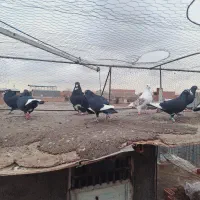 کبوتر پرنده|پرنده|کرمان, |دیوار