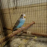 مرغ عشق