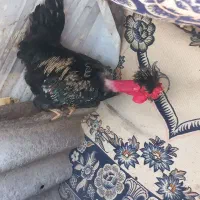 چندعدد خروس و مرغ سرحال به فروش میرسد