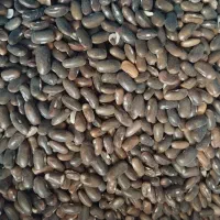 بذر لوبیا سبز|گل و گیاه طبیعی|ارژن, |دیوار