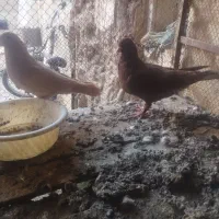 کفتر|پرنده|بیرجند, |دیوار
