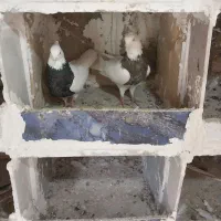 سلام کفتر کلفه کرمانشاه