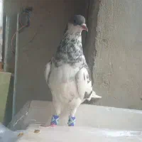 کفتر 40 سانتی نوک ریز چشم نوک سفید سرخ نر چادری|پرنده|فردیس, شهرک ۱۱۰|دیوار