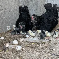 تخم نطفه دار و جوجه گلین چهل تاج ریش|حیوانات مزرعه|تنکمان, |دیوار