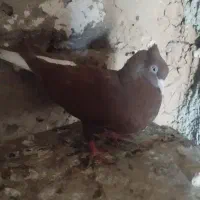 سورخ دم سفید