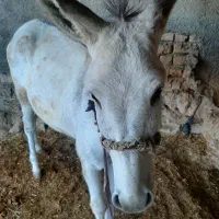 حیوانات مزرعه