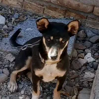 سگ پاپی ۱۰ ماهه|سگ|نصر آباد, |دیوار