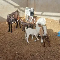 باسلام ۳رس کولار بز جملی قیمت ۵۸ملیونمقطوع