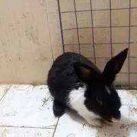 خرگوش نر بالغ جوان