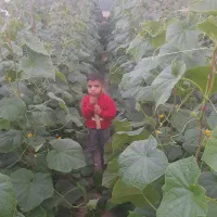 گلخانه ۳۰۰ متری|عمدهفروشی|بالا ولایت, |دیوار