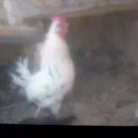 خروس گلین و بوقلمون ماده