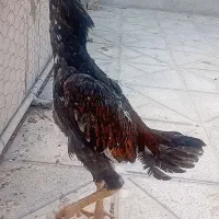 جوجه خروس اوشامو و گلین|حیوانات مزرعه|سلطانیه, |دیوار