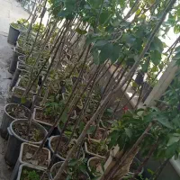 نهال و گل ،آپارتمانی،  کود ، درخت|خدمات باغبانی و درختکاری|خمین, |دیوار