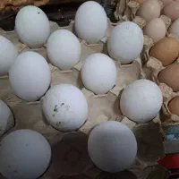 تخم قاز نطفه دار