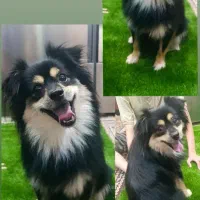 سگ نژاد دار همراه با شناسنامه