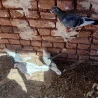 آلمانی پرشی|پرنده|زاوه, |دیوار