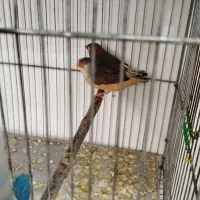 فنچ گلدین. کبوتر الماسی . فنچ کینگ|پرنده|سمنان, |دیوار