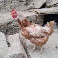 مرغ چاق واسه سربریدن تخم گذار نیست قیمت 900 هزار