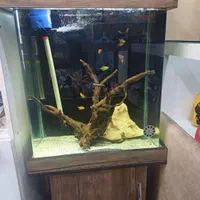 آکواریوم شیشه خم و کمد با تمام وسایل