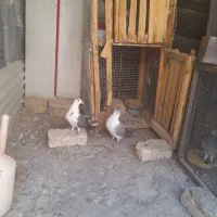 کفتر|پرنده|اصفهان, گورتان|دیوار