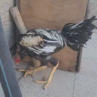 خروس لاری دوساله سالم فقط یکی از پاهاش میخچه داره