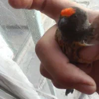 گلبسر سرقرمزو جوجه ودمگاه زرد|پرنده|هرسین, |دیوار